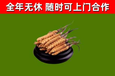 普兰回收冬虫夏草